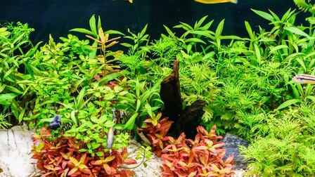 Best Aquarium Background Plants