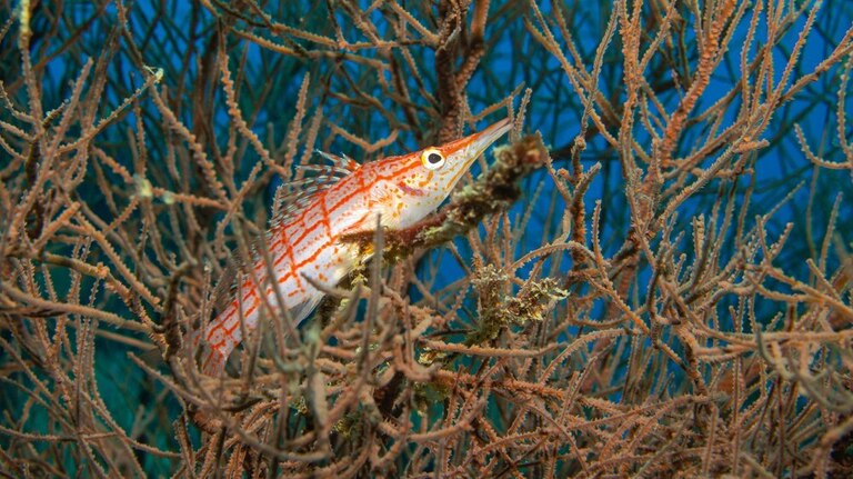 Best Saltwater Fish For 100-Gallon Tank Best Saltwater Fish For 100-Gallon Tank