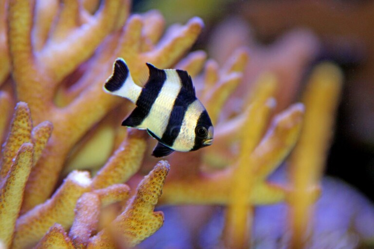 Best Saltwater Fish For 100-Gallon Tank Best Saltwater Fish For 100-Gallon Tank