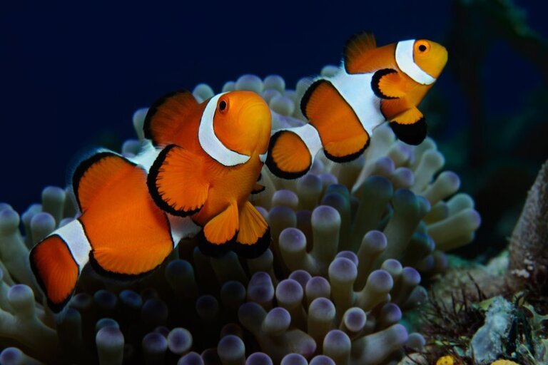 Best Saltwater Fish For 100-Gallon Tank Best Saltwater Fish For 100-Gallon Tank