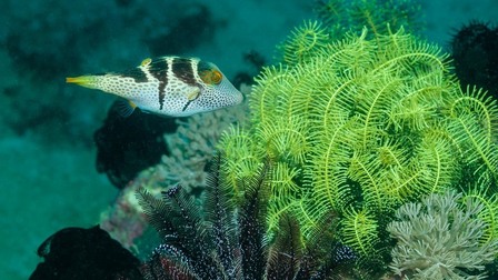 Best Saltwater Fish For 100-Gallon Tank