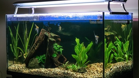 6 Best Hermit Crab Tanks of 2025