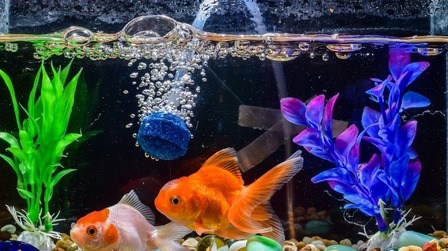 Best Betta Tank With Filter of 2025: Top 6 Picks
