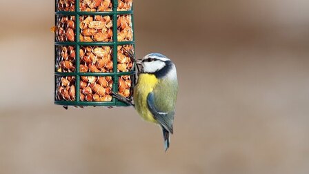 10 Best Bird Feeders For Blue Jays And Cardinals of 2025