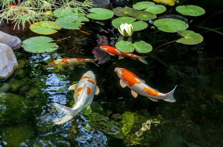 What Kind Of Fish Can Live In An Outdoor Pond What Kind Of Fish Can Live In An Outdoor Pond
