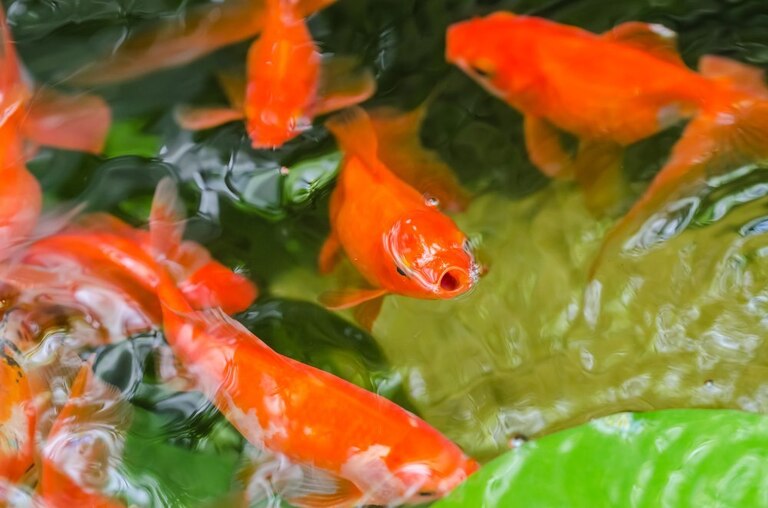 What Kind Of Fish Can Live In An Outdoor Pond What Kind Of Fish Can Live In An Outdoor Pond