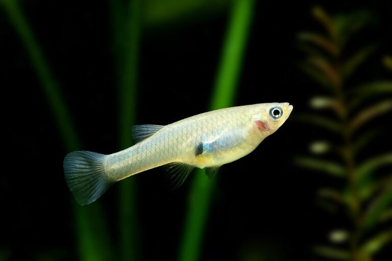What Kind Of Fish Can Live In An Outdoor Pond What Kind Of Fish Can Live In An Outdoor Pond