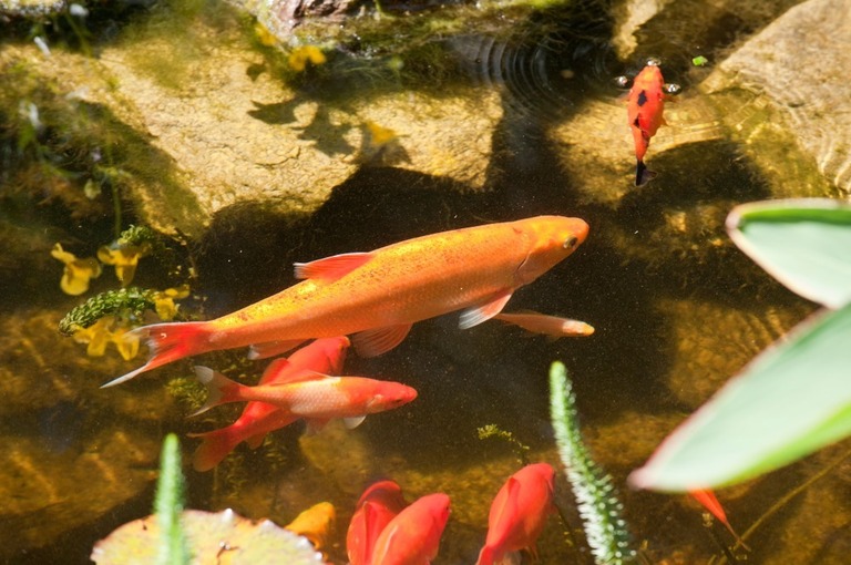 What Kind Of Fish Can Live In An Outdoor Pond What Kind Of Fish Can Live In An Outdoor Pond