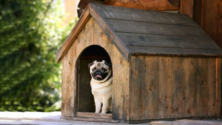 4 Best Extra Large Insulated Dog Houses For Multiple Dogs of 2025 4 Best Extra Large Insulated Dog Houses For Multiple Dogs of 2025