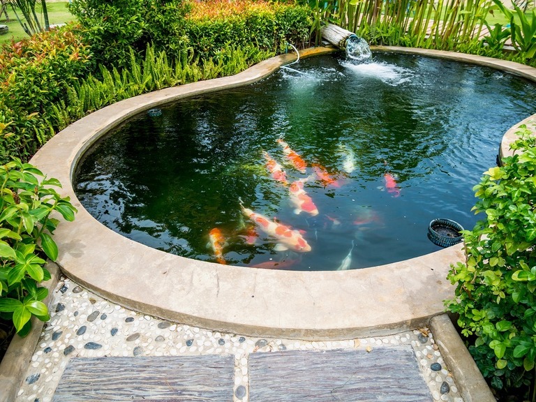How To Raise Koi Fish In A Pond? How To Raise Koi Fish In A Pond?