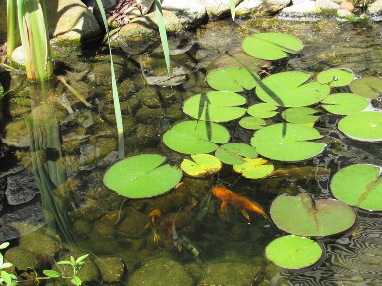 How To Raise Koi Fish In A Pond? How To Raise Koi Fish In A Pond?
