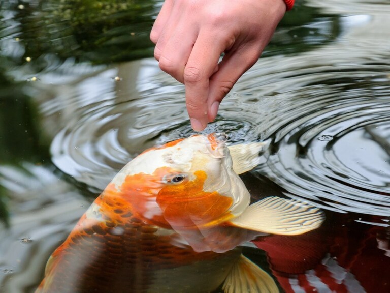 How To Raise Koi Fish In A Pond? How To Raise Koi Fish In A Pond?
