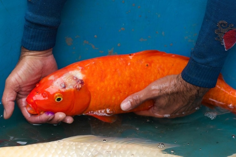 How To Raise Koi Fish In A Pond? How To Raise Koi Fish In A Pond?