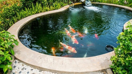 How To Raise Koi Fish In A Pond? How To Raise Koi Fish In A Pond?