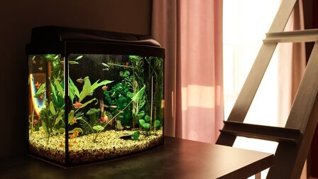 Best 5-Gallon Betta Tank of 2025: Top 5 Picks Best 5-Gallon Betta Tank of 2025: Top 5 Picks