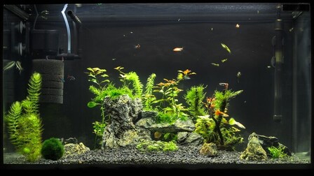 Best Filter For 10-Gallon Planted Tank of 2025: Top 6 Picks Best Filter For 10-Gallon Planted Tank of 2025: Top 6 Picks