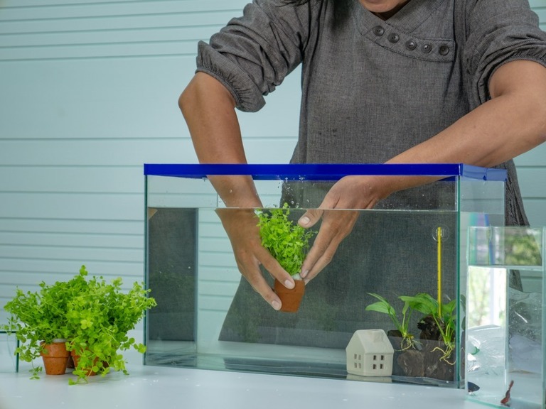 Best Tank Decorations For Betta Fish Best Tank Decorations For Betta Fish