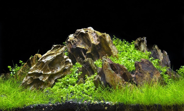 Best Tank Decorations For Betta Fish Best Tank Decorations For Betta Fish