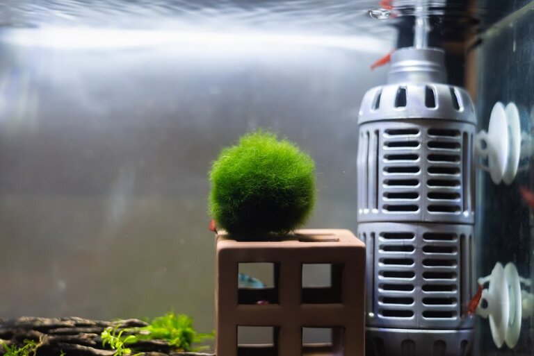 Best Tank Decorations For Betta Fish Best Tank Decorations For Betta Fish