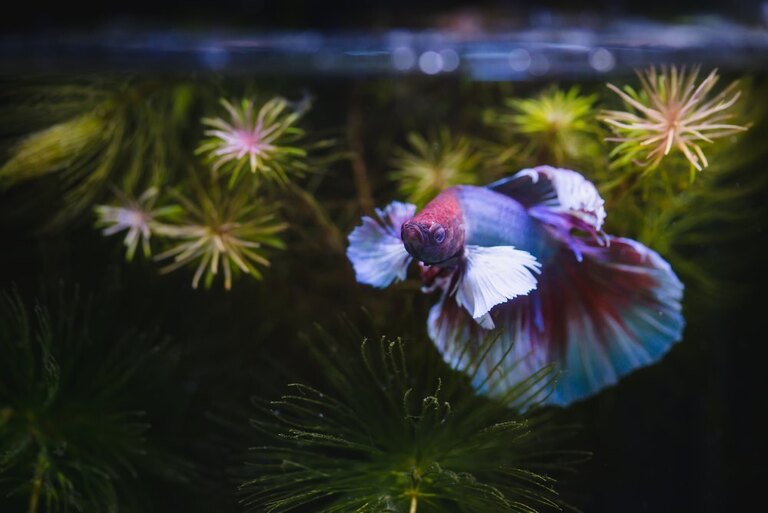 Best Tank Decorations For Betta Fish Best Tank Decorations For Betta Fish
