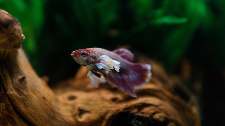 Best Tank Decorations For Betta Fish Best Tank Decorations For Betta Fish