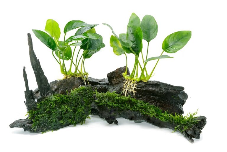 Best Tank Decorations For Betta Fish Best Tank Decorations For Betta Fish