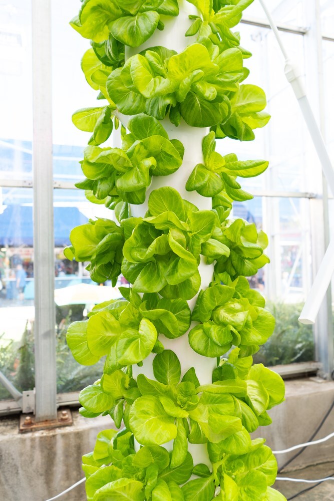 What Grows Well In A Tower Garden? What Grows Well In A Tower Garden?