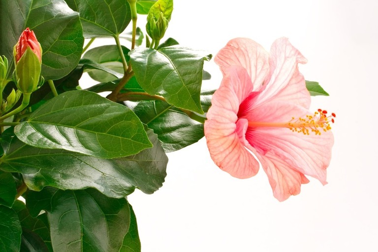 What Grows Well In A Tower Garden? What Grows Well In A Tower Garden?