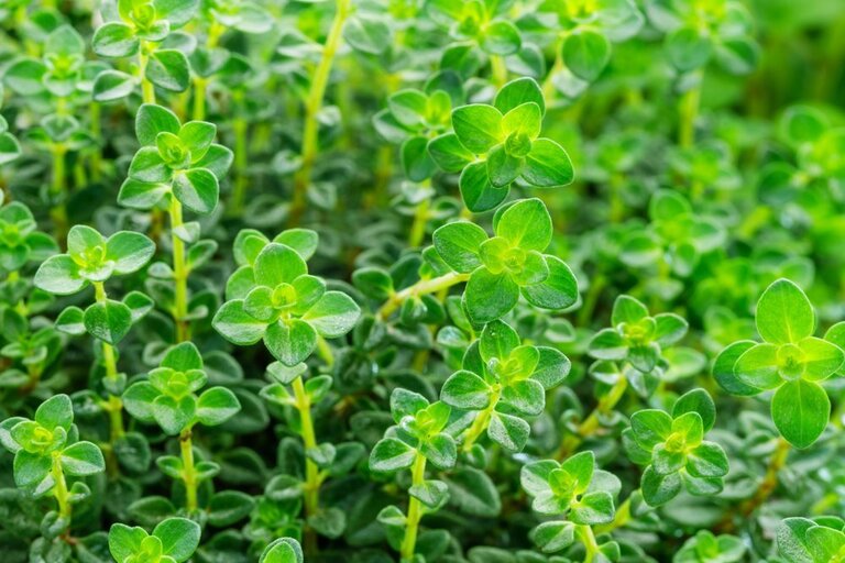 What Grows Well In A Tower Garden? What Grows Well In A Tower Garden?