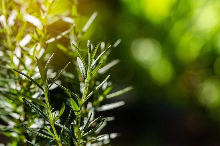 What Grows Well In A Tower Garden? What Grows Well In A Tower Garden?