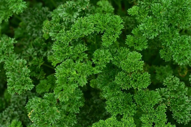 What Grows Well In A Tower Garden? What Grows Well In A Tower Garden?