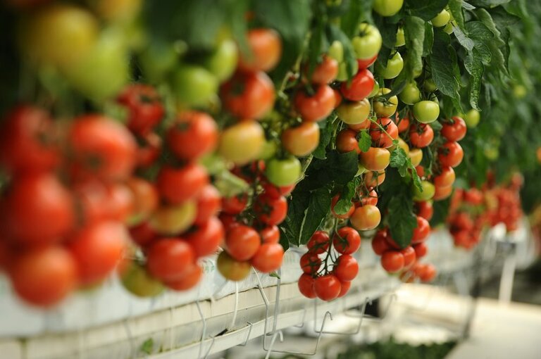 What Grows Well In A Tower Garden? What Grows Well In A Tower Garden?