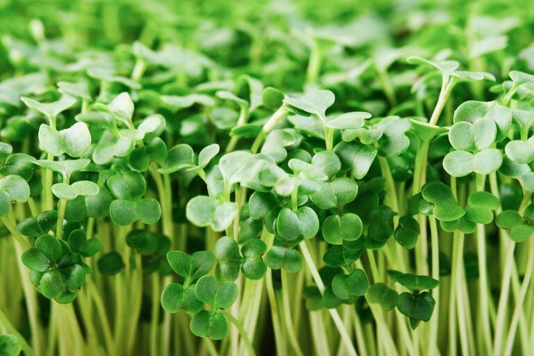 What Grows Well In A Tower Garden? What Grows Well In A Tower Garden?