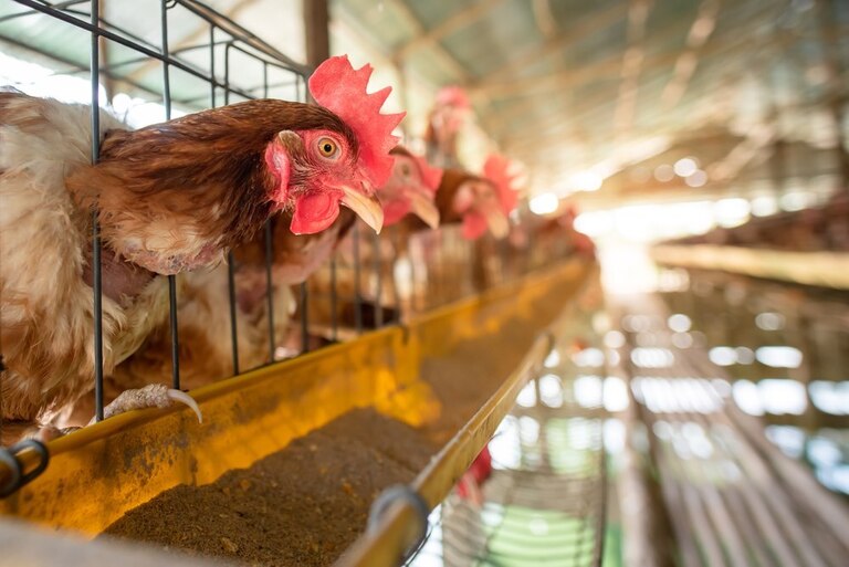 Profitable Small Farm Ideas Profitable Small Farm Ideas