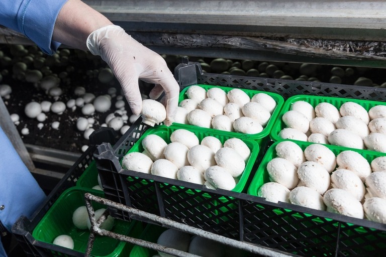 Profitable Small Farm Ideas Profitable Small Farm Ideas