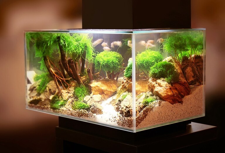 How To Raise The Temperature In A Fish Tank Without A Heater? How To Raise The Temperature In A Fish Tank Without A Heater?