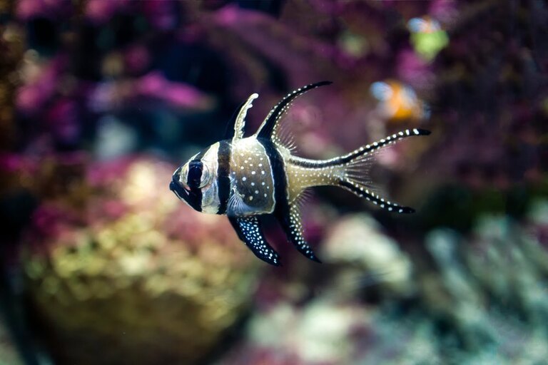 Best Fishes For Nano Reef Tank Best Fishes For Nano Reef Tank