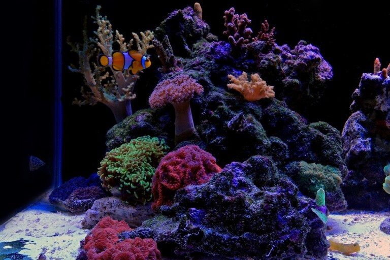Best Fishes For Nano Reef Tank Best Fishes For Nano Reef Tank