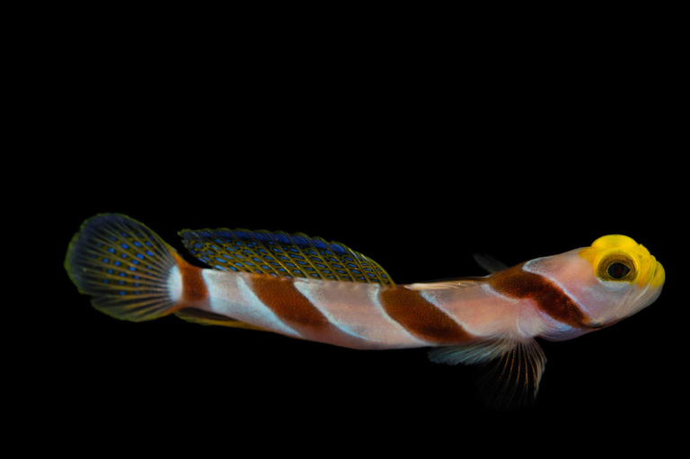 Best Fishes For Nano Reef Tank Best Fishes For Nano Reef Tank