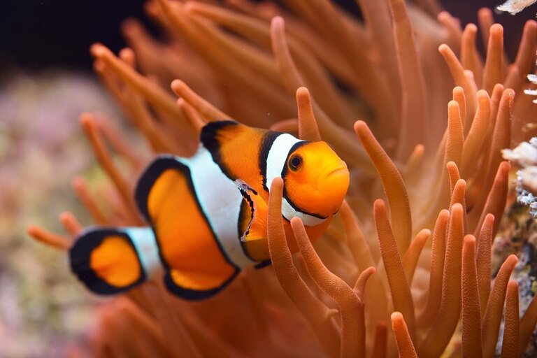 Best Fishes For Nano Reef Tank Best Fishes For Nano Reef Tank