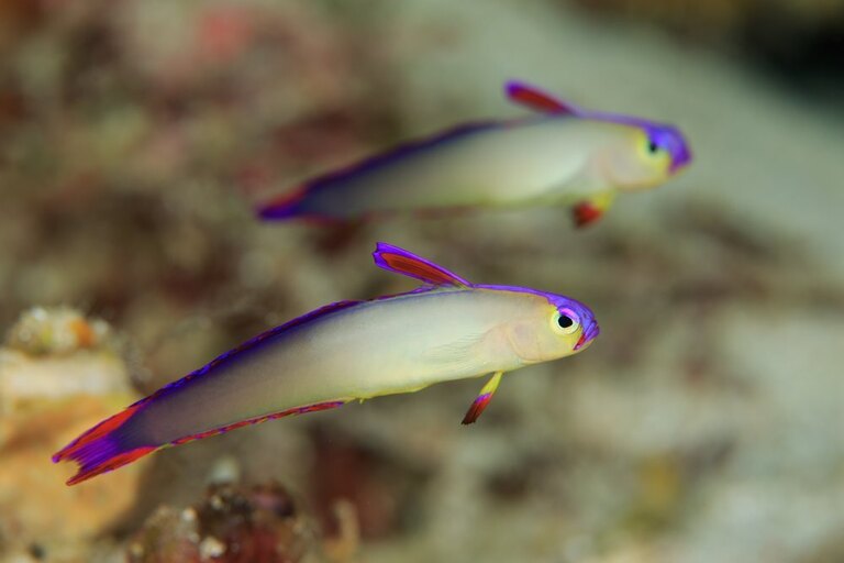 Best Fishes For Nano Reef Tank Best Fishes For Nano Reef Tank