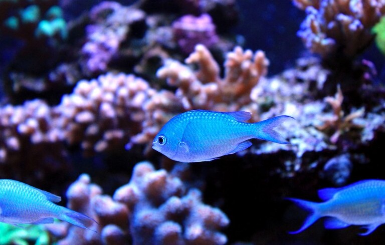 Best Fishes For Nano Reef Tank Best Fishes For Nano Reef Tank