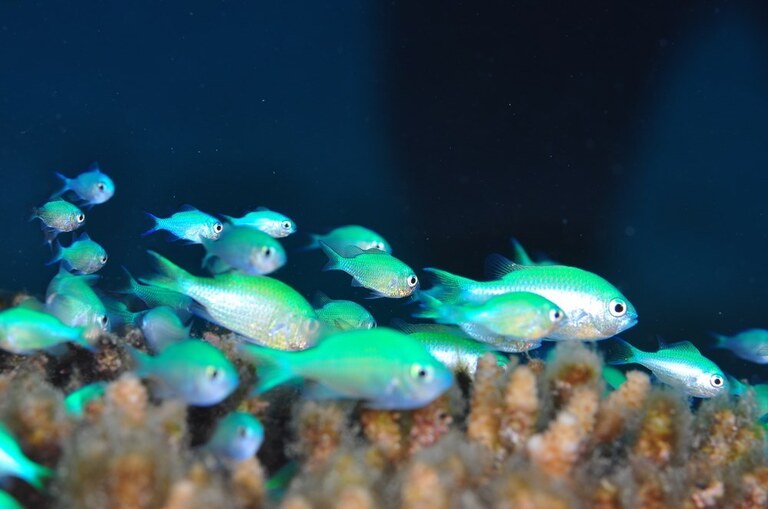Best Fishes For Nano Reef Tank Best Fishes For Nano Reef Tank