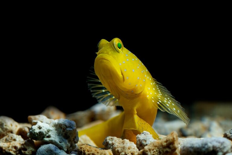 Best Fishes For Nano Reef Tank Best Fishes For Nano Reef Tank