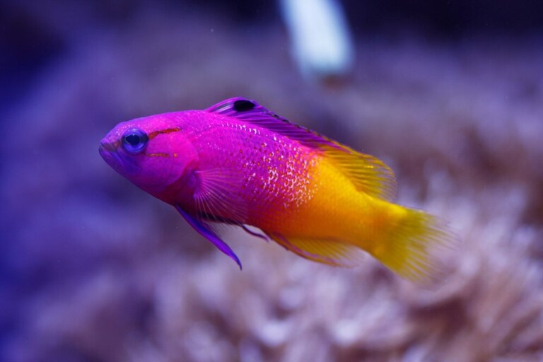 Best Fishes For Nano Reef Tank Best Fishes For Nano Reef Tank