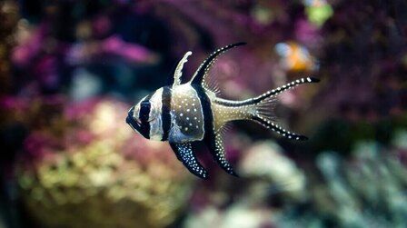 Best Fishes For Nano Reef Tank