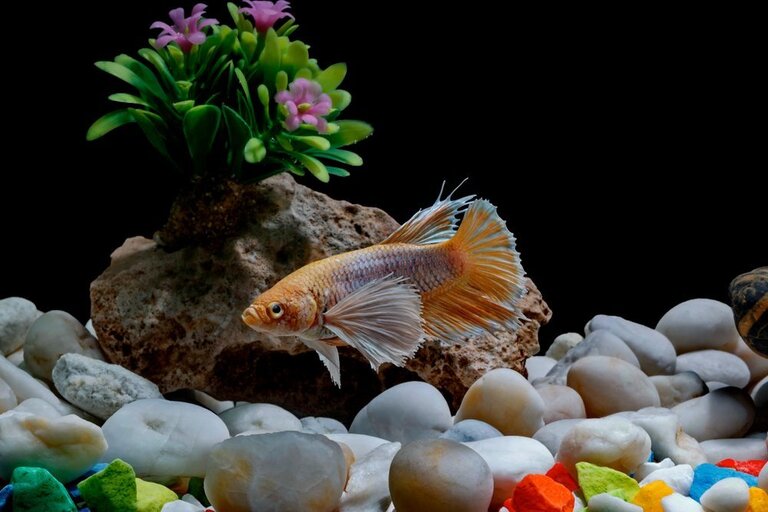 Toxic Plants For Betta Fish That You Need To Avoid Toxic Plants For Betta Fish That You Need To Avoid