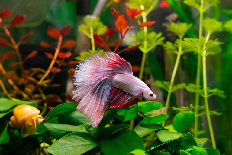 Toxic Plants For Betta Fish That You Need To Avoid Toxic Plants For Betta Fish That You Need To Avoid