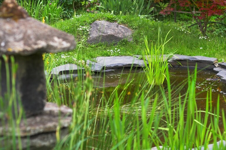 Toxic Plants For Betta Fish That You Need To Avoid Toxic Plants For Betta Fish That You Need To Avoid