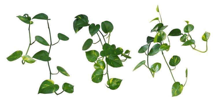 Toxic Plants For Betta Fish That You Need To Avoid Toxic Plants For Betta Fish That You Need To Avoid